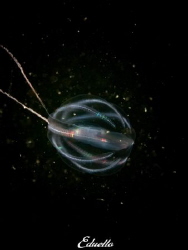 Jellyfish, zeedruifje, pleurobachia pilus by Eduard Bello 